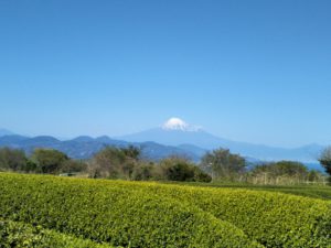 nihondaira green tea field