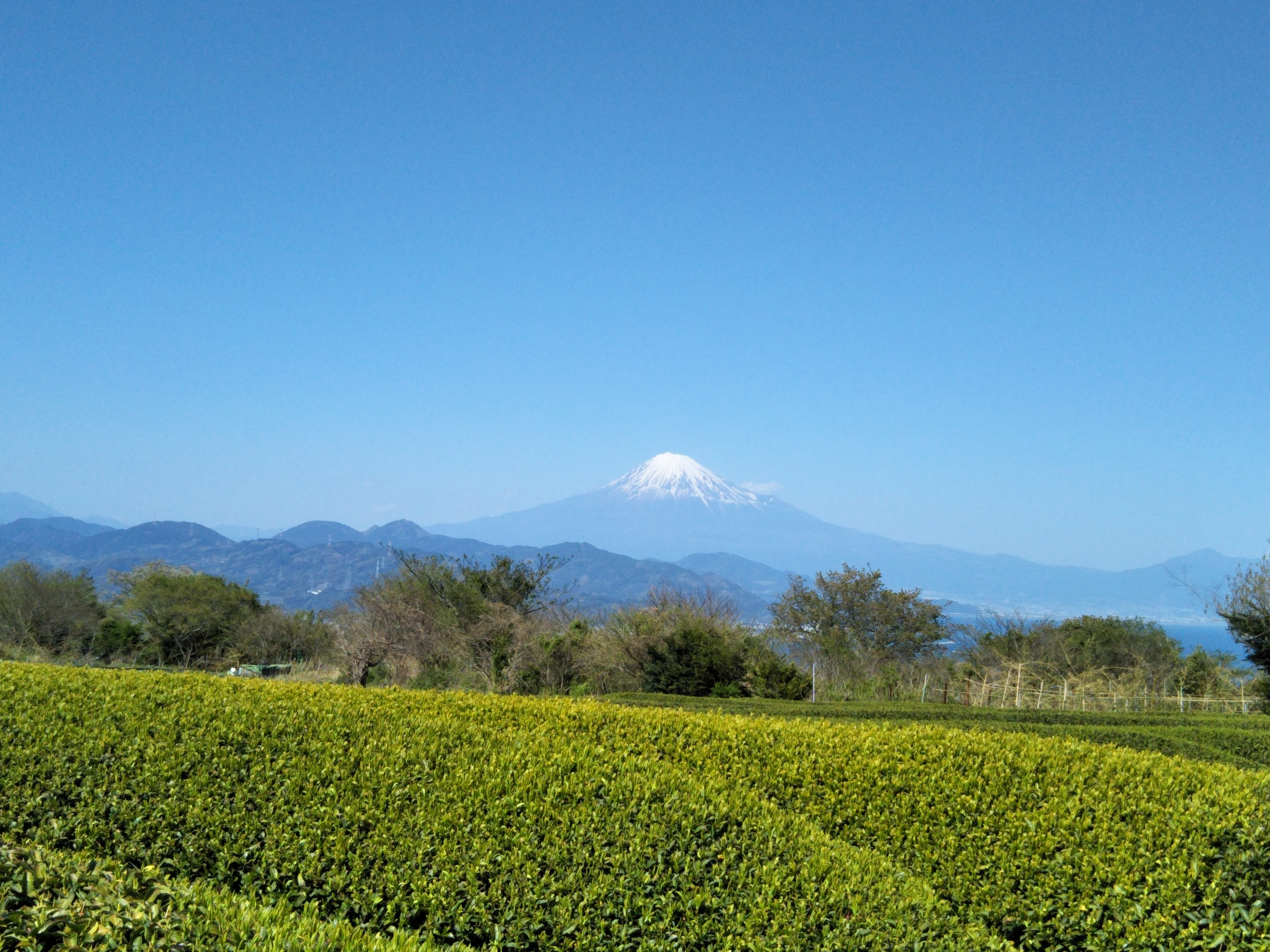 nihondaira green tea field