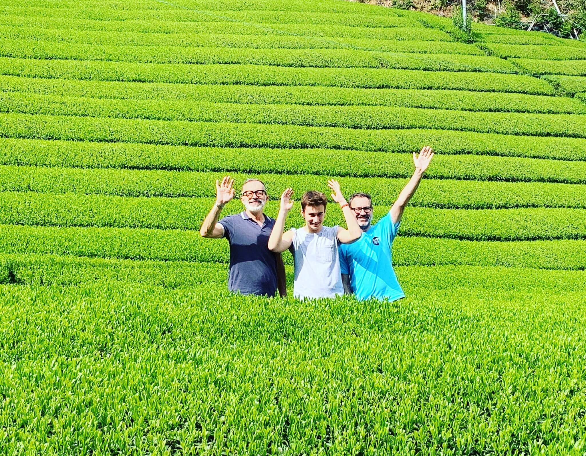 green tea farm visiting in shizuoka