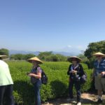 tea picking at Nihondaira Ocha Kaikan