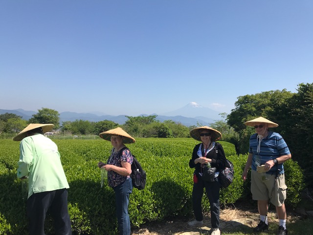 tea picking at Nihondaira Ocha Kaikan