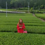 green tea farm