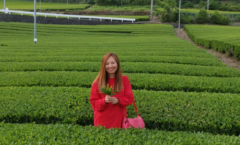 green tea farm