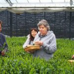 yamataka sakurai tea farm