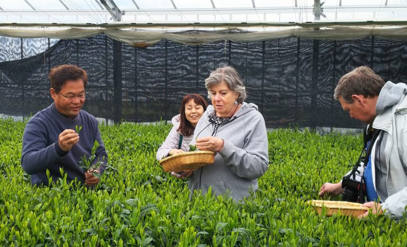 yamataka sakurai tea farm