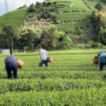 bike tour to a green tea farm