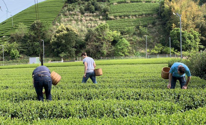 bike tour to a green tea farm