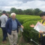 Green tea farm at Nihondaira Plateau