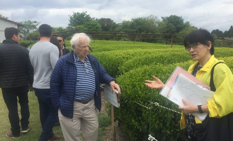 Green tea farm at Nihondaira Plateau