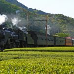 Oigawa railway steam locomotive