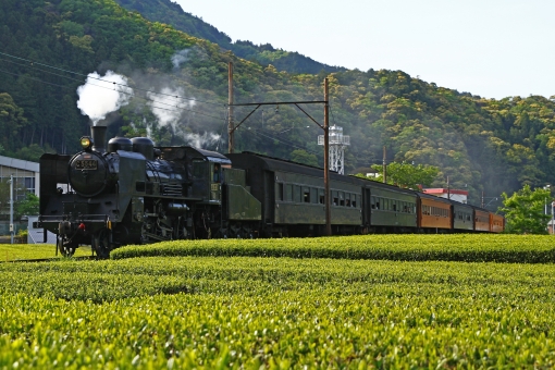 Oigawa railway steam locomotive