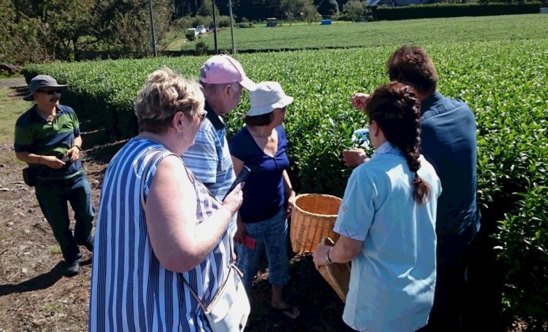 yamataka sakurai tea farm