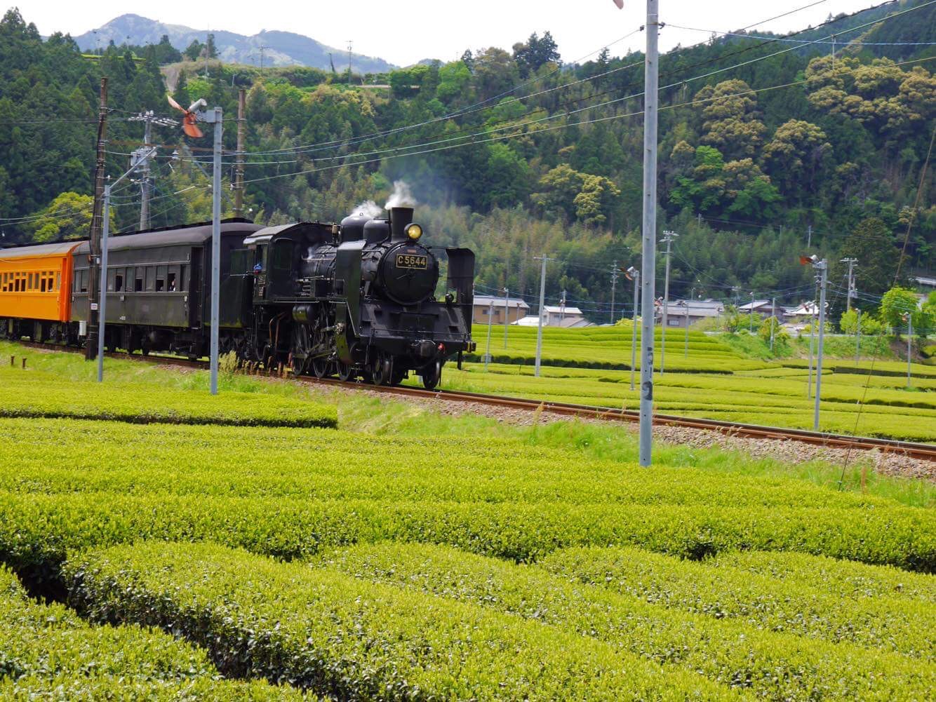 steam locomotive of oigawa railway