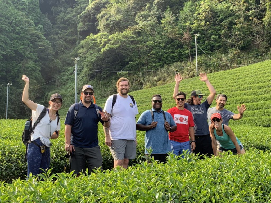 green tea farm in shizuoka