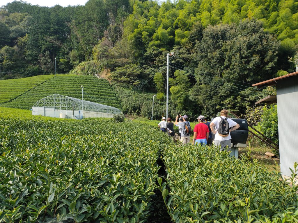 green tea farm in Shizuoka