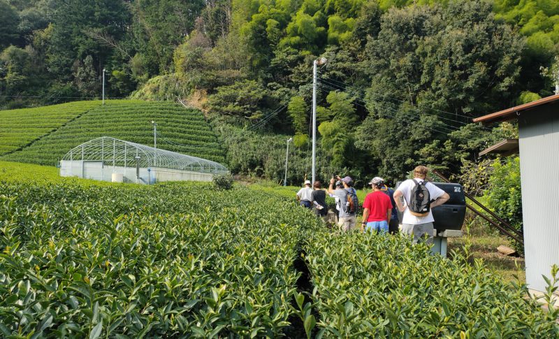 green tea farm in Shizuoka
