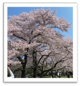 iwamotoyama park