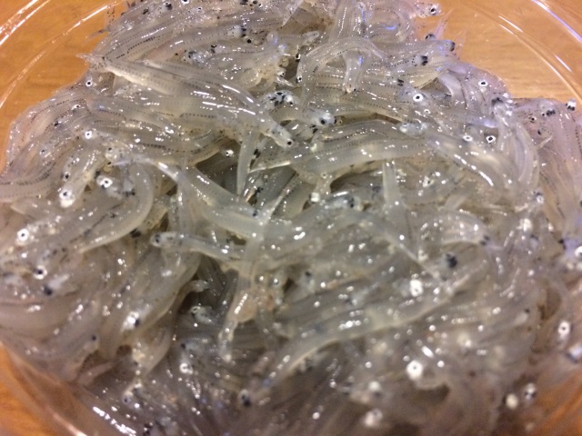 raw whitebait