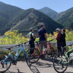 Bike tour to a green tea farm