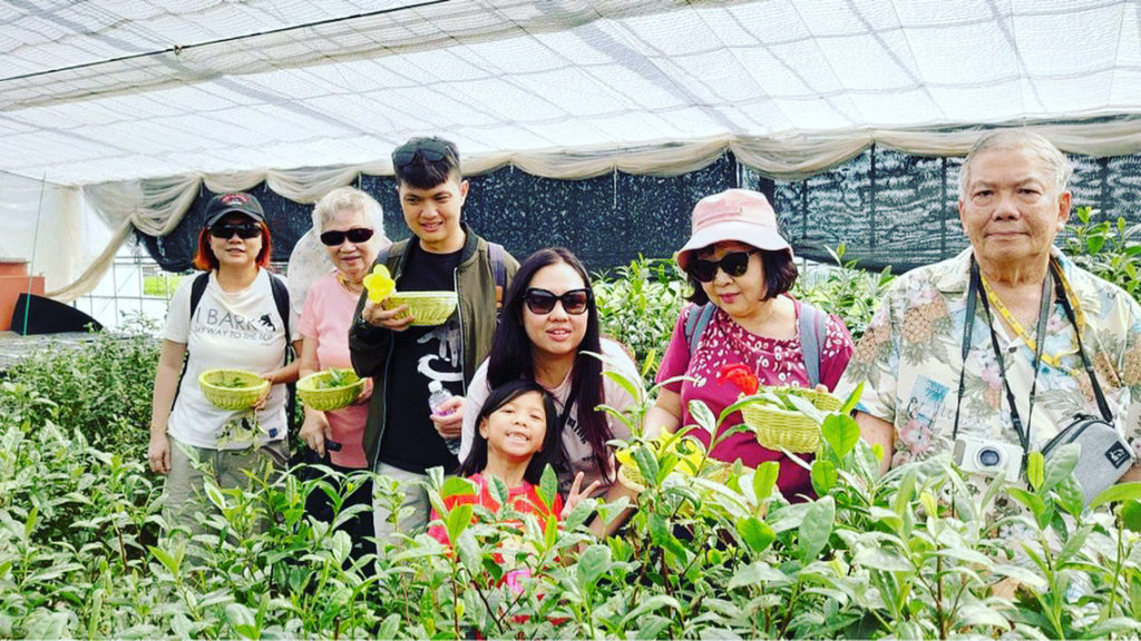 green tea farm visiting