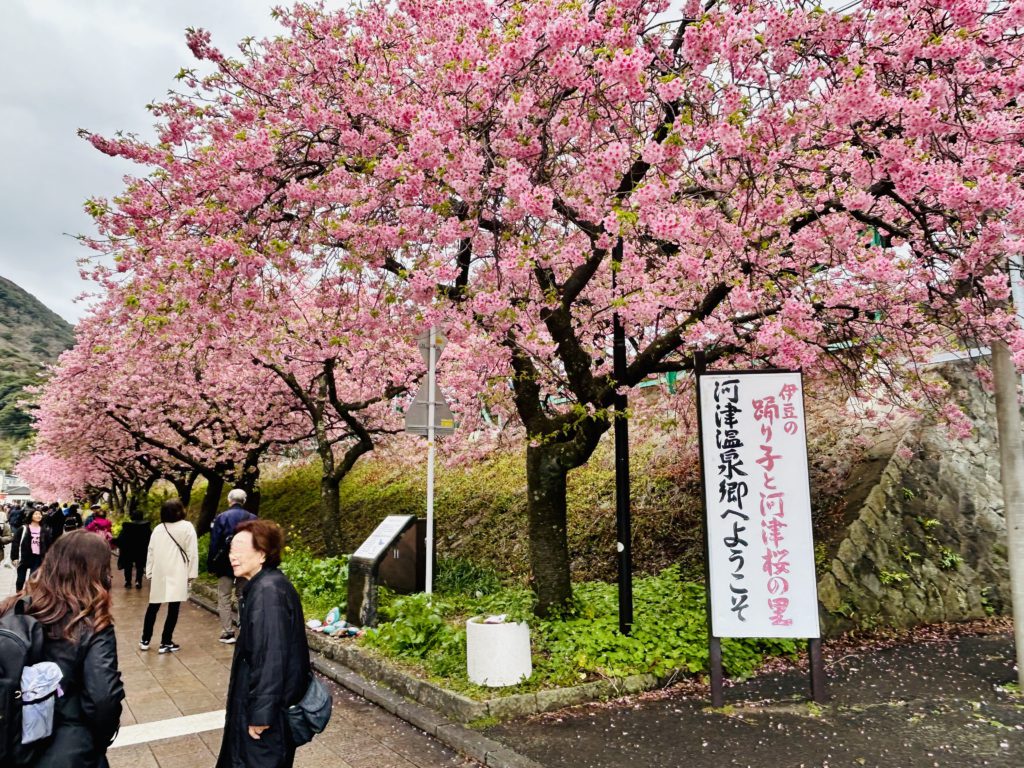 kawazu cherry blosssom