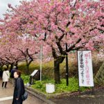 kawazu cherry blosssom