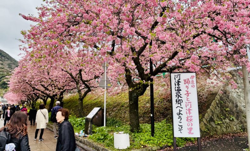 kawazu cherry blosssom